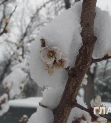 Чернівці третю добу поспіль засипає снігом: казкові фото