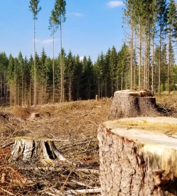 Посевная на оккупированных территориях отменяется. Россияне занялись срочной вырубкой леса