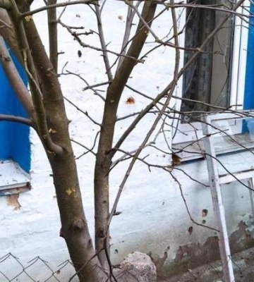 Загарбники увечері обстріляли прикордоння Чернігівщини з мінометів та артилерії