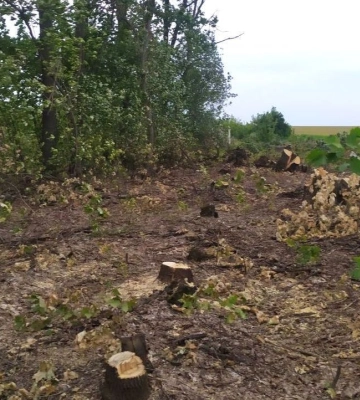 Мешканця Великої Багачки підозрюють у вирубці дерев з мільйонними збитками