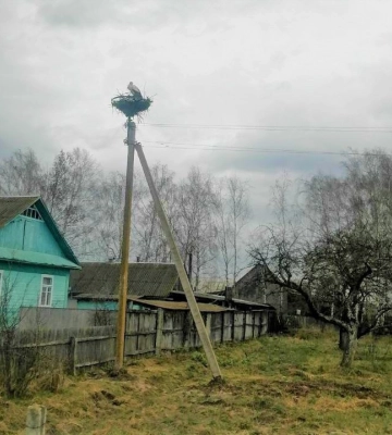 Енергетики підготували домівки для лелек, які повертаються на Рівненщину