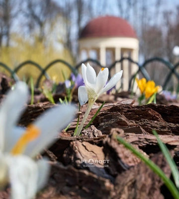 Звуки весни: прогулянка харківським Центральним парком після дощу (відео)
