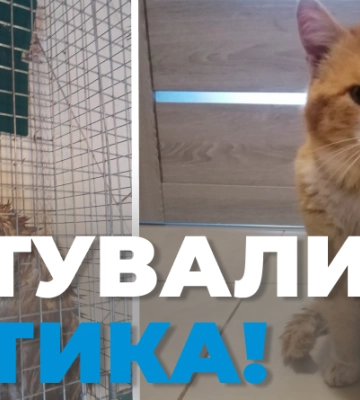 Неподалік Луцька мешканець намагався втопити кота. ФОТО
