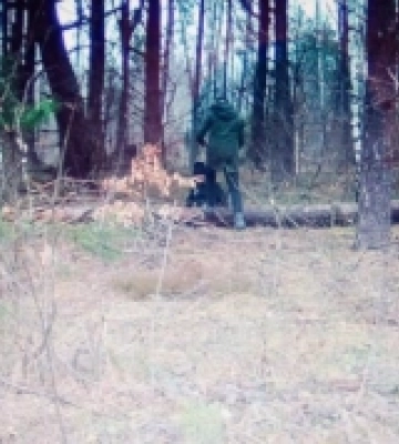На Волині лісокрадії потрапили у фотопастку