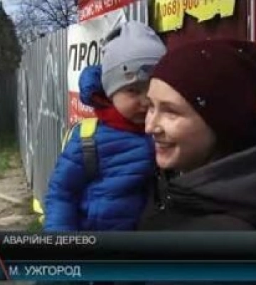 Аварійні дерева турбують місцевих жителів Закарпаття (відео)