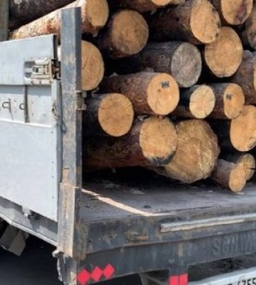 З Мелітополя російські мародери вивозять незаконно вирубаний ліс
