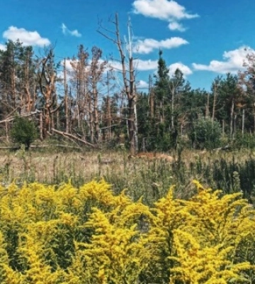 Окупанти завдали шкоду довкіллю Луганщини на понад 475 мільярдів