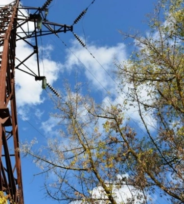 Жителям Рівненщини нагадали про заборону висаджувати дерева під лініями електропередач