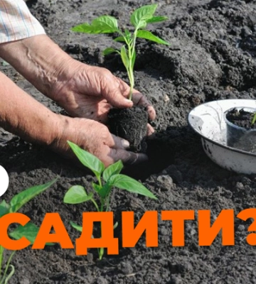 Що посадити на цьому тижні: посівний календар на 10-16 квітня
