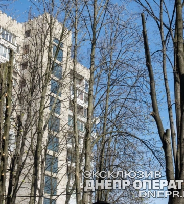У Дніпрі на Писаржевського прибирають аварійне дерево: відео