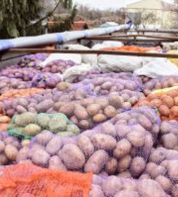 Картоплю з Шевченкового краю садитимуть на Херсонщині