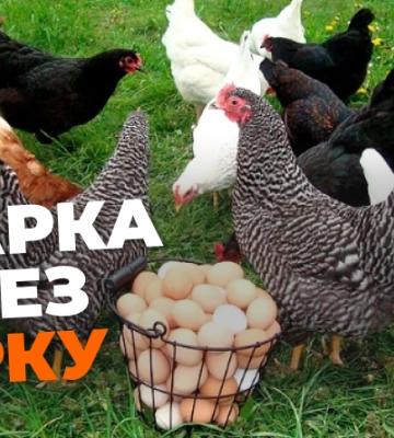 Посварилися через курку: на Одещині чоловік жорстоко побив сусідку трубою