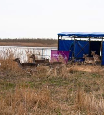 На Одещині у заповіднику оселилися 40 оленів та ланей: як тварини потрапили на острів