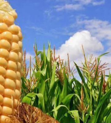 В Україні посіяно перші гектари кукурудзи