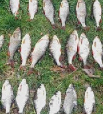 На Канівському водосховищі два браконьєри сітками наловили риби на 45 тисяч гривень