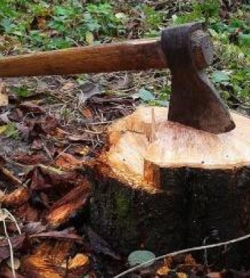 Поблизу полтавського вишу без дозволу спиляли близько сотні дерев