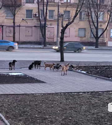 В Криворожском районе обнаружили случай бешенства собак