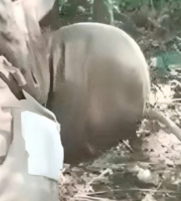 Щодо відео страти полоненого. У мене не емоції, а питання