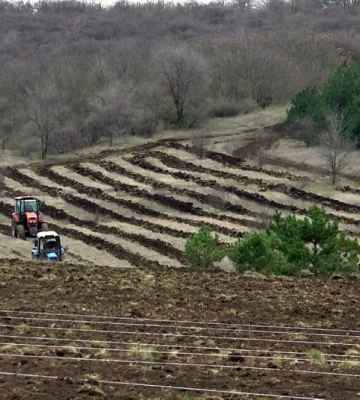 На Миколаївщині висадили лісові дерева