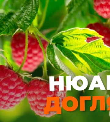 Дієві поради з підрізання малини, для кращого догляду і багатого врожаю