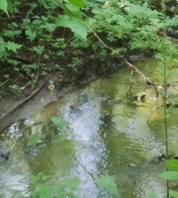 Столична “Заплава орхідей” може стати місцевою пам’яткою природи