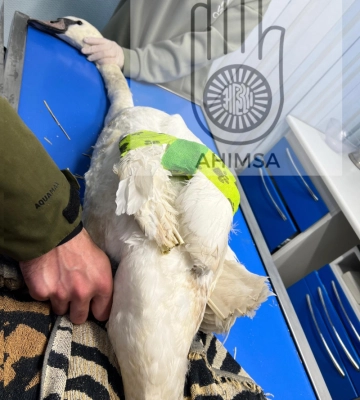Відрізали і зламали крила: в дендропарку невідомі жорстокого покалічили двох лебедів. Фото