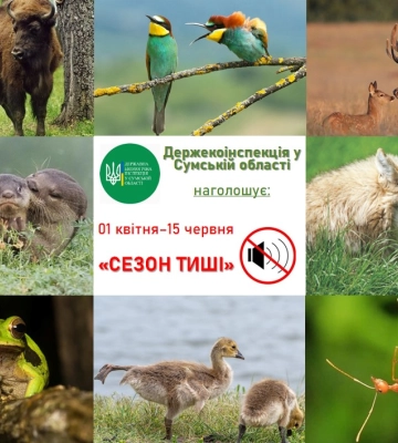 У сумських лісах триває «сезон тиші»