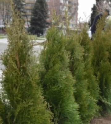Живу огорожу з туй висаджують на площі Богдана Хмельницького в Ужгороді