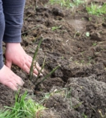 Ще понад 900 кущів троянд прикрасять клумби та зелені зони в Ужгороді