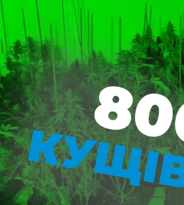 На Львівщині затримали наркоагронома, який вирощував коноплю в теплиці
