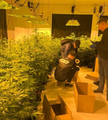 На Львівщині правоохоронці ліквідували плантації конопель з 800 кущів, - ВІДЕО