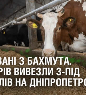 ВРЯТОВАНІ З БАХМУТА. 400 корів вивезли з-під обстрілів на ферму Дніпропетровщини