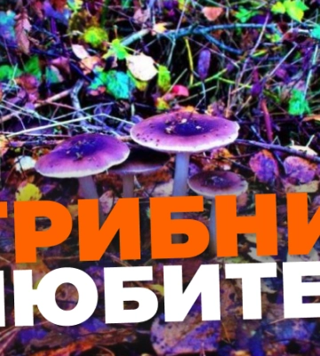 У Кропивницькому за любов до грибів оштрафували чоловіка