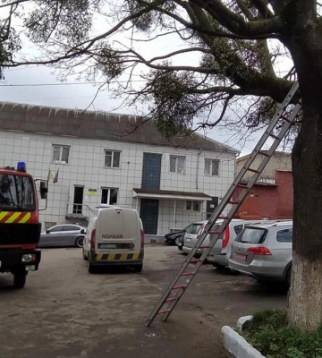 У Рівному надзвичайники знімали з дерева кота