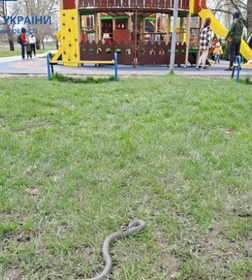 Холоднокровна знахідка на дитмайданчику налякала мешканців Володимира 