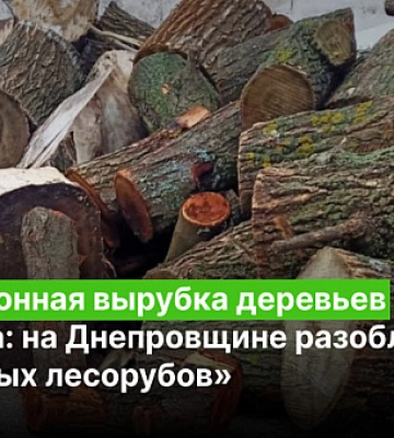 Незаконная вырубка деревьев и взятка: на Днепровщине разоблачили «черных лесорубов»