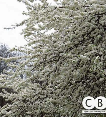 У Кропивницькому вже цвітуть дерева (фоторепортаж)