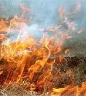 З початку року в Закарпатті  в екосистемах було 59 пожеж