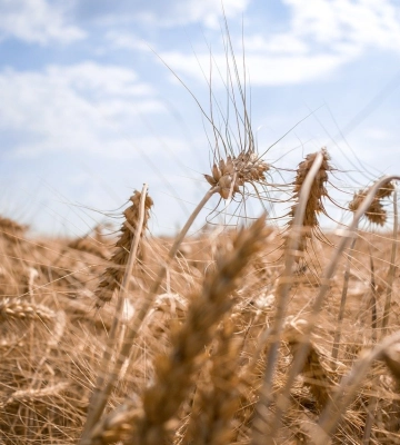 Еще одна страна может ввести запрет на импорт украинских продуктов. В ЕС назвали это неприемлемым