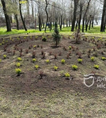 Пів тисячі кущів лаванди, барбарису та блакитної ялинки: парки Дніпра продовжують весняне озеленення в рамках #Дніпро_квітучий