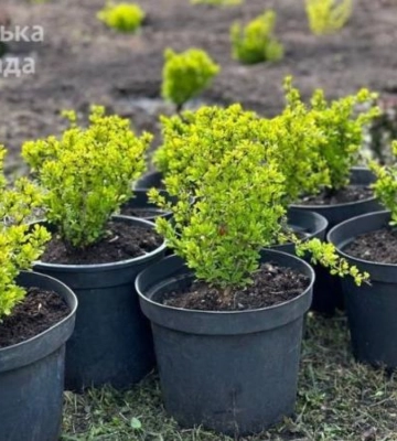 Пів тисячі кущів лаванди, барбарису та блакитної ялинки: парки Дніпра продовжують весняне озеленення в рамках #Дніпро_квітучий