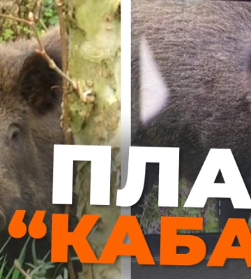 В центральному парку Житомира другий день намагаються зловити дикого кабана