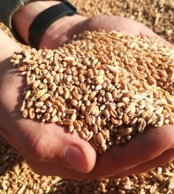 Україна збільшила доходи від агропродукції у 2023 році