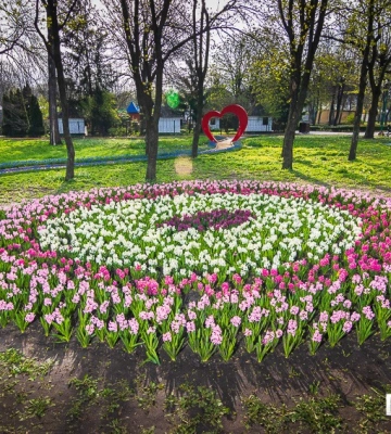 У кропивницькому дендропарку відбудеться фестиваль тюльпанів