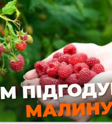 Зів&#039;яне за один день: чим категорично не можна удобрювати малину
