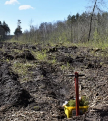 На Львівщині висадили понад 4 тисячі саджанців сосни та дуба: висадку дерев присвятили ювілею кафедри географії Львівського&amp;hellip;