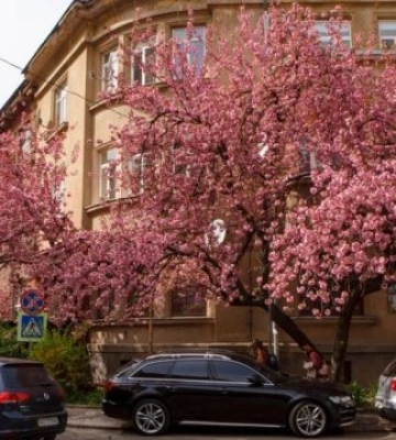 В Ужгороді стартував «Сакура-фест» - що у програмі