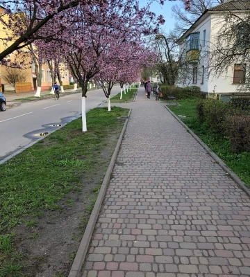У Костополі зацвіли Пісарді, а тепер садитимуть липи і горобину