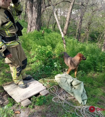 На Думской площади спасли собаку, которая провалилась в канализационный люк 