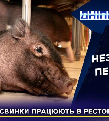 Незвичний персонал: в одному з ресторанів Дніпра живуть і «працюють» карликові свинки